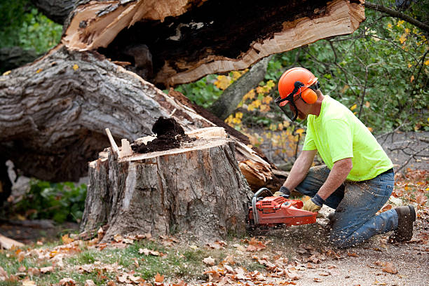 Best Utility Line Clearance  in St Anthony, MN